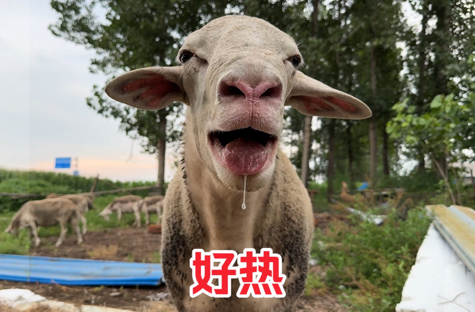 天太热了,羊都热的吐舌头了,试试这个方法,让羊群整体凉快一下