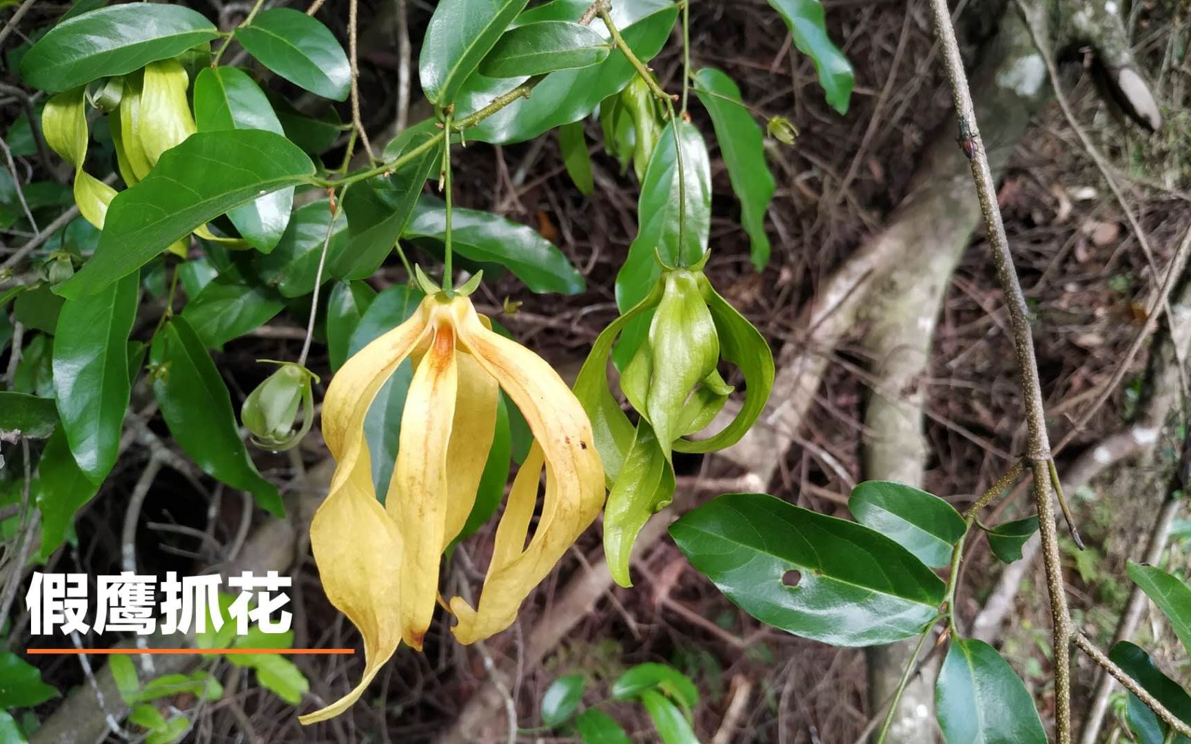 《假鹰爪花》它满树开花,花朵很大形状像鹰爪,还是一味中药材哔哩哔哩bilibili