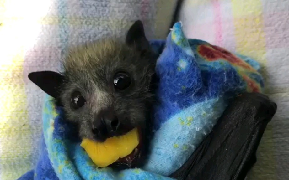 ins搬运小果蝠吃芒果