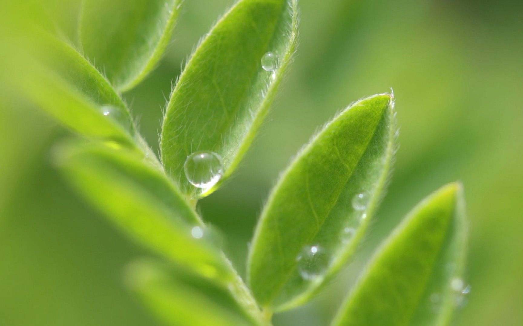 送你一抹最纯净的绿:来自甘孜的纯美夏天