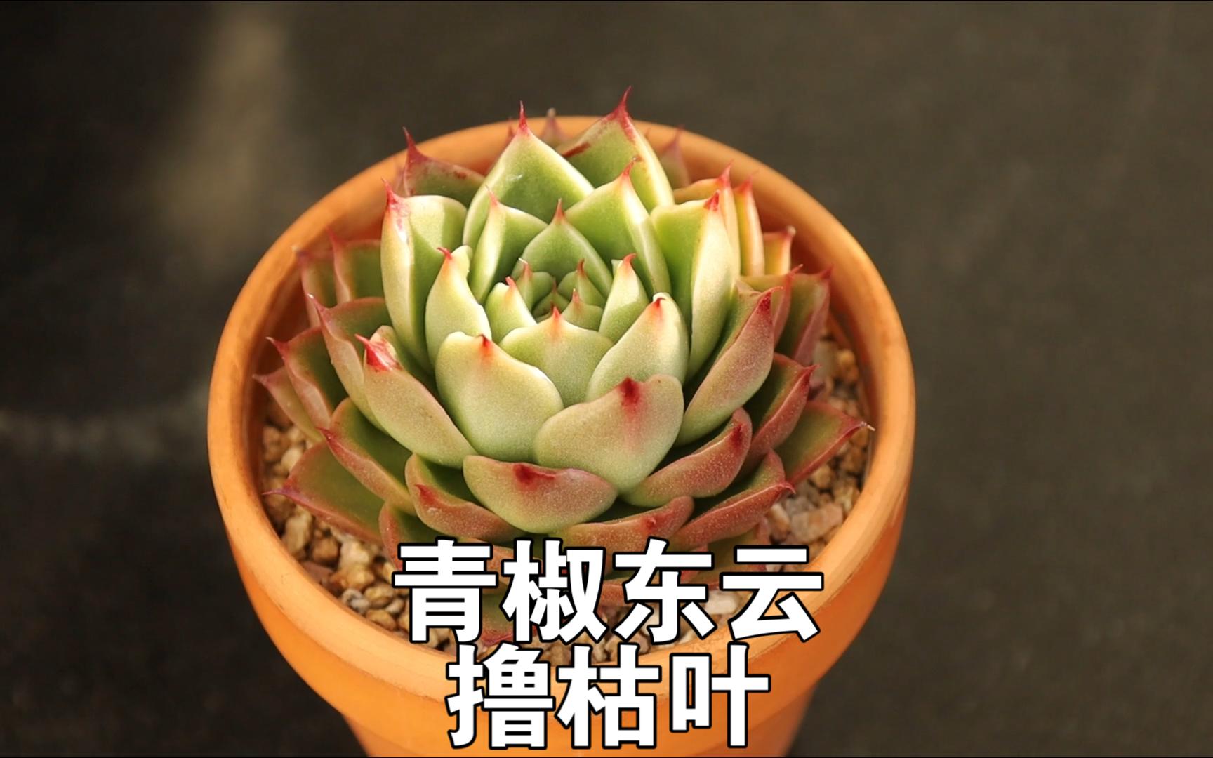 【多肉】青椒东云——撸枯叶