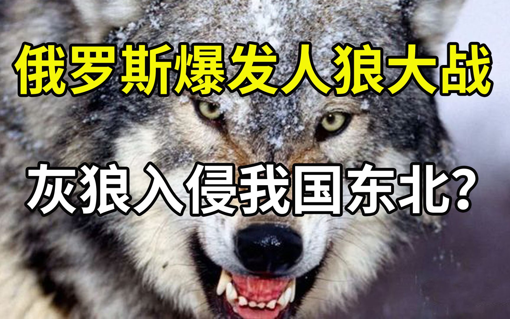 俄罗斯灰狼泛滥成灾,人和狼矛盾日益加剧,狼群将入侵我国东北?哔哩哔哩bilibili