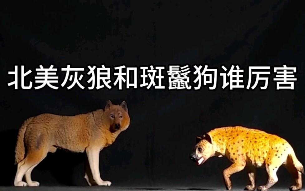 北美灰狼和斑鬣狗谁厉害