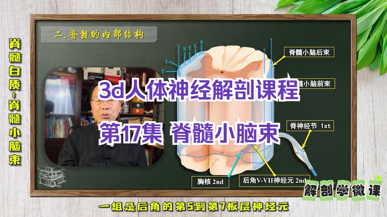 第17集 脊髓小脑束脑干内纤维【温馨提示】学习完整课程视频,请到本集课程视频下方进入课程链接!哔哩哔哩bilibili