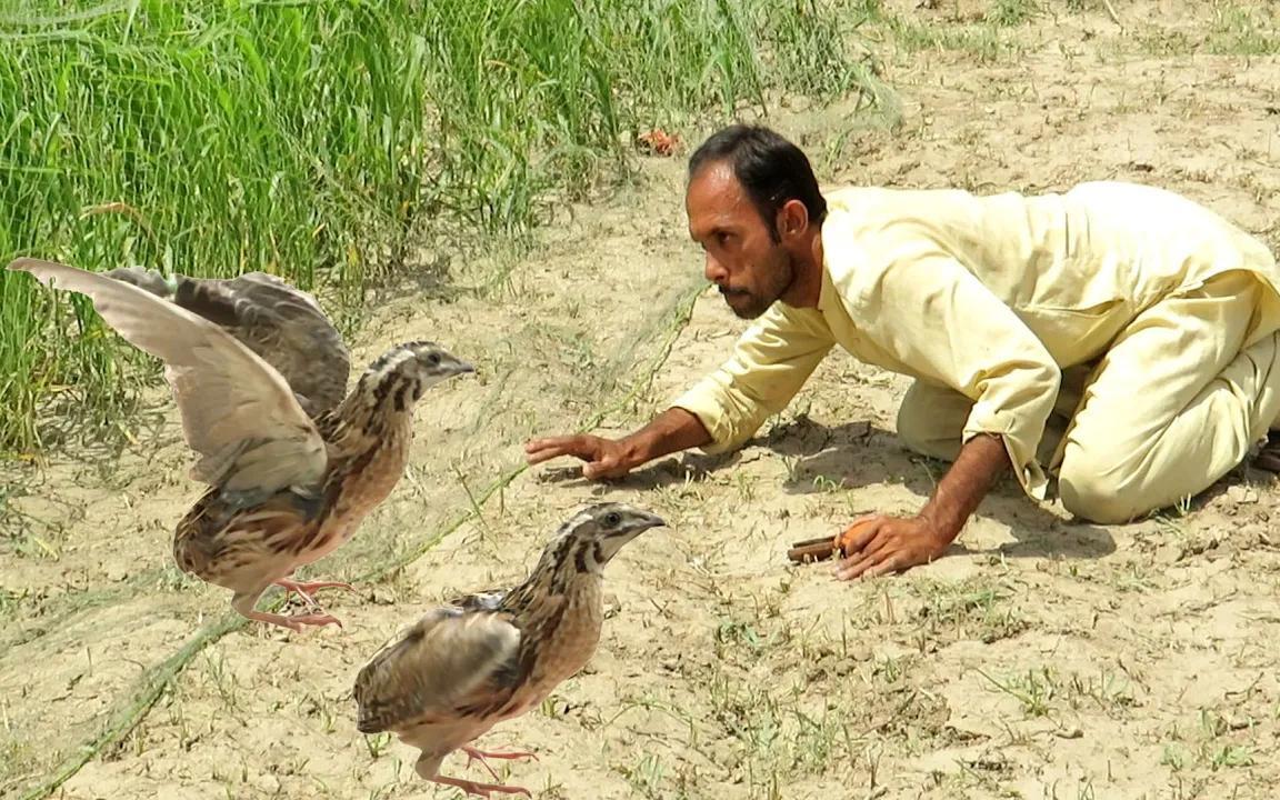 【猛禽】939369♀诱捕鹌鹑的创意技巧 ||轻松 diy 狩猎技术