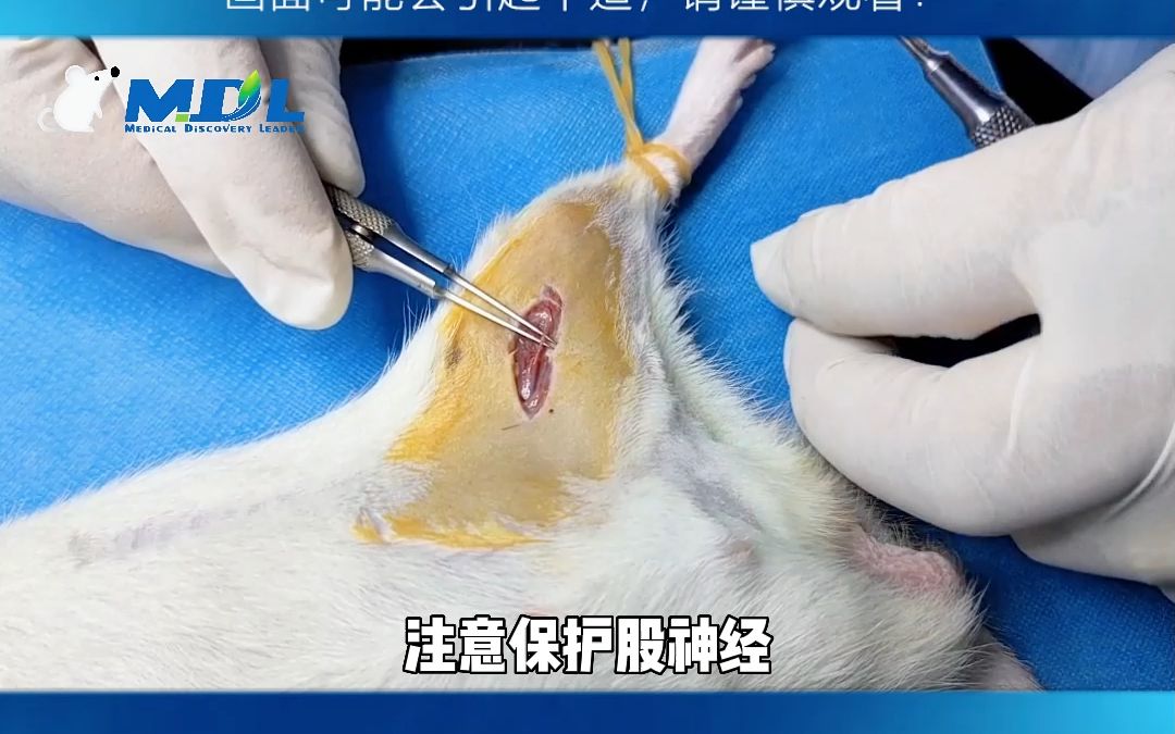 大鼠股动脉血气分析