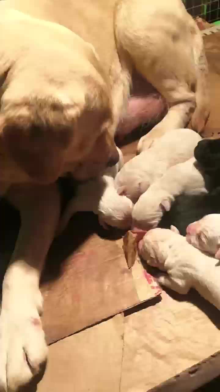 广州实体拉布拉多犬舍,见证拉布拉多生娃