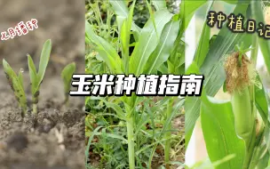 Download Video: 种植日记｜播种玉米