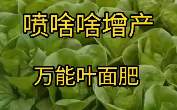 蔬菜 农业 农业种植 三农 肥料 叶面肥 万能叶面肥喷啥啥增产哔哩哔哩bilibili