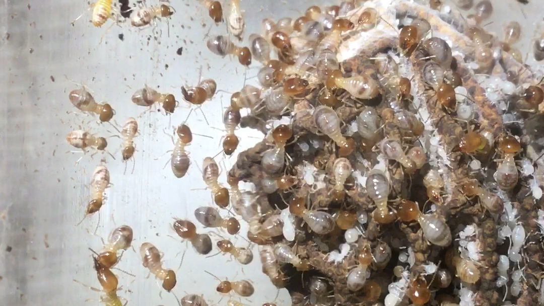 带你近距离观看培菌白蚁的群落