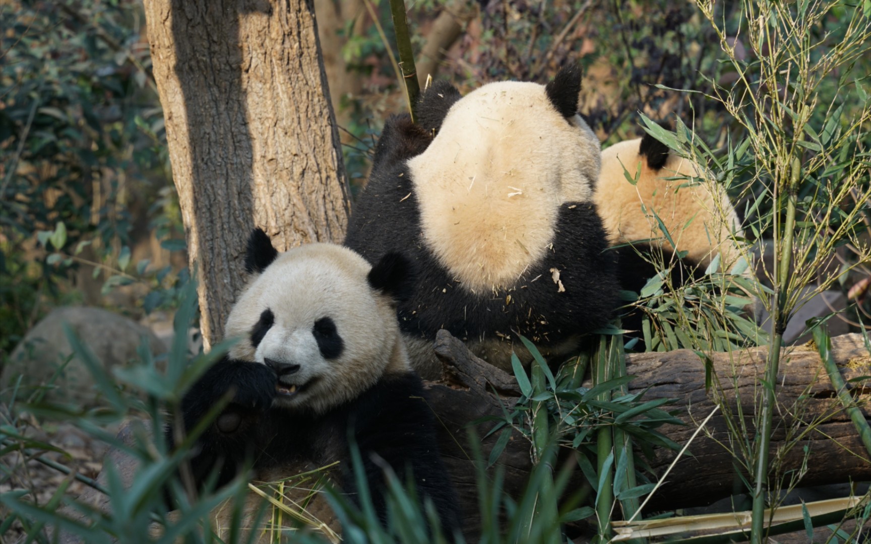【大熊猫春生】我只想好好吃竹子,后面发生什么,我一概不知.