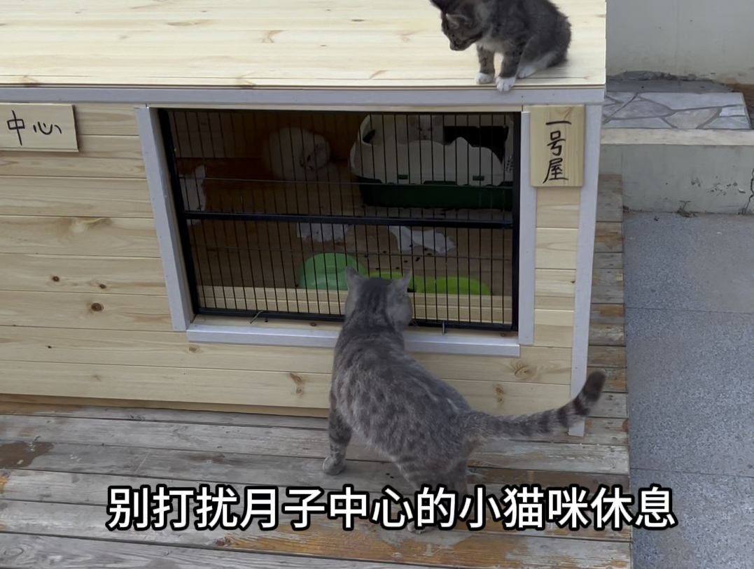 给小流浪猫制作的月子中心总有小猫咪偷看哔哩哔哩bilibili