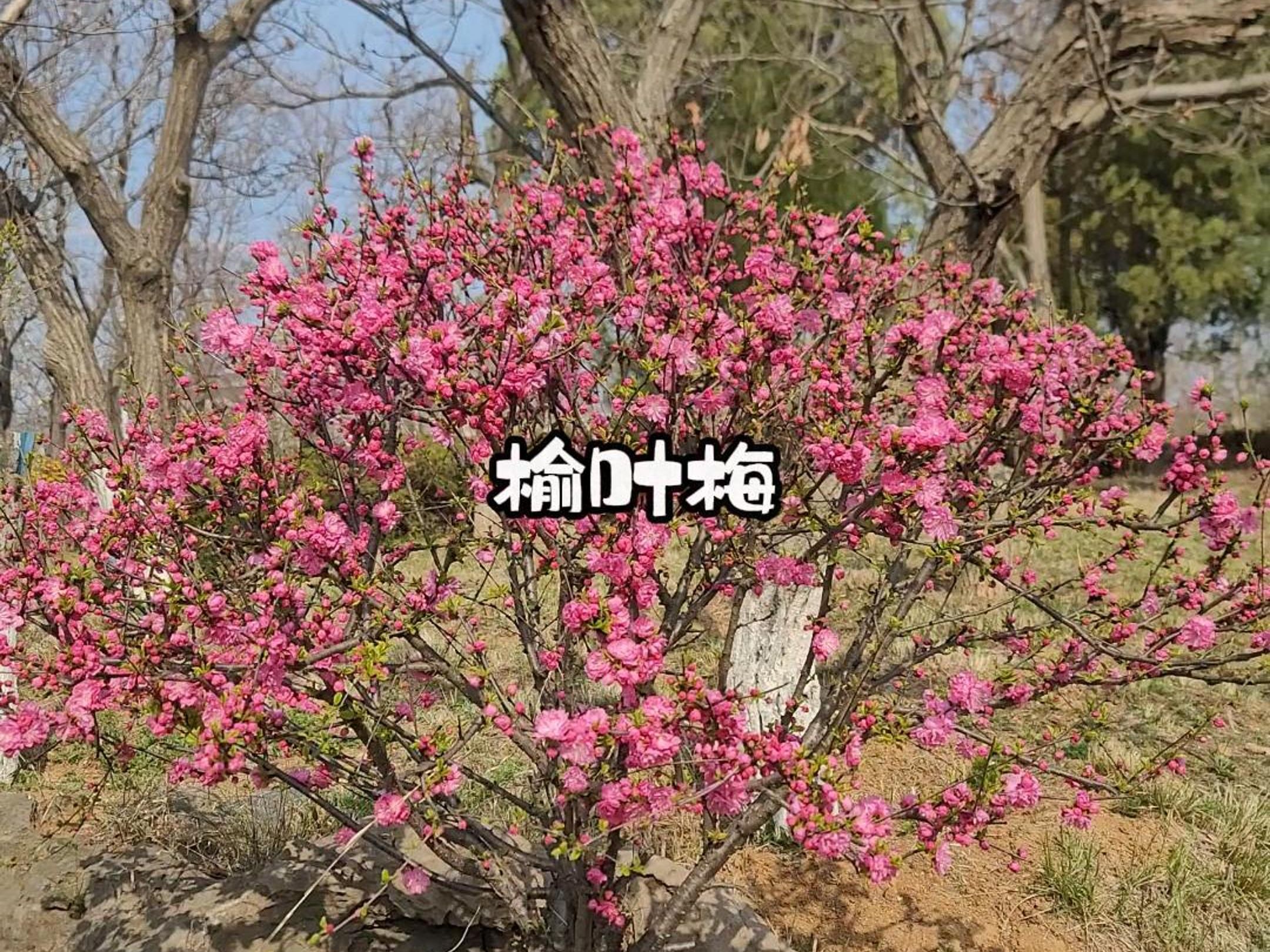 植物科普 I 榆叶梅哔哩哔哩bilibili