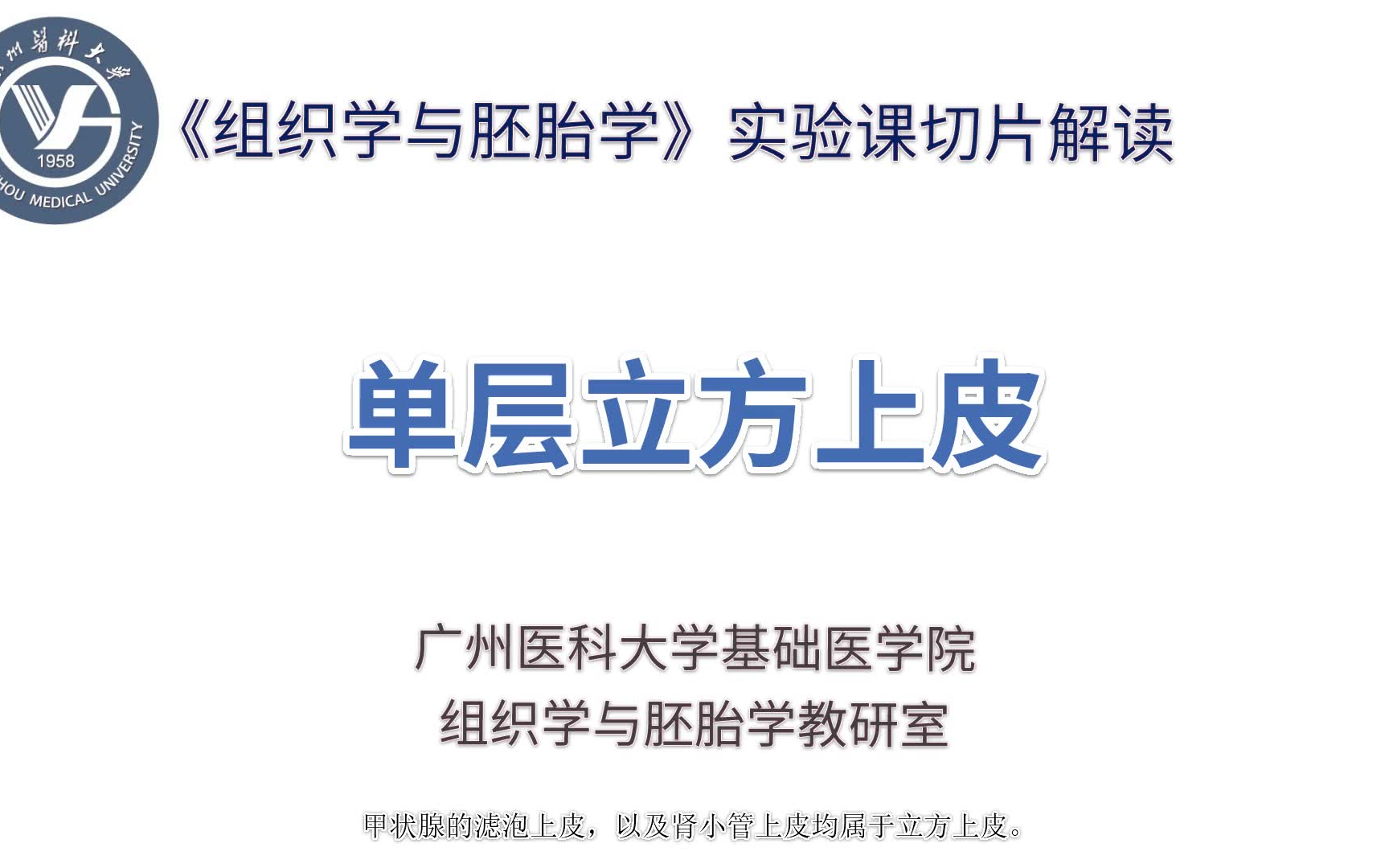 《组织学与胚胎学》实验课讲解视频—上皮组织—单层立方上皮哔哩哔哩bilibili