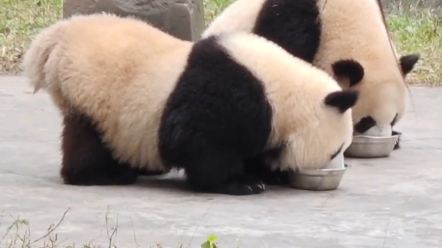 【渝可渝爱】爱姐标准喝奶姿势---塌腰撅臀