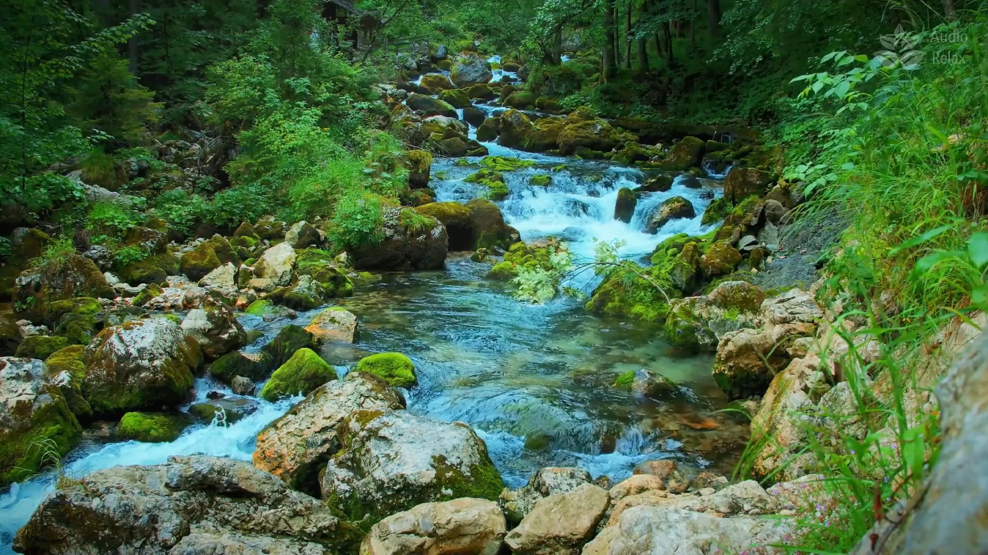 森林中平静潺潺的小溪 流水声助眠