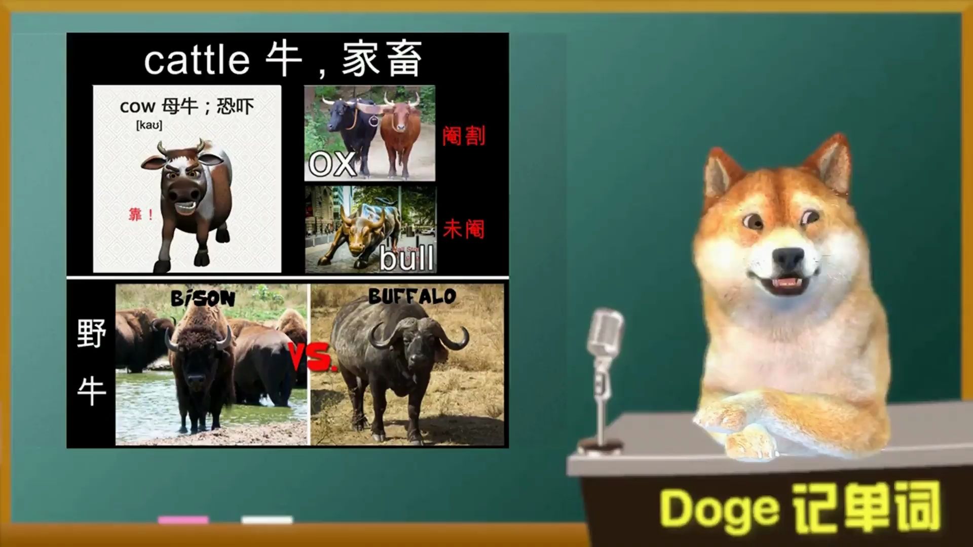 【Doge每日一词】0814 cattle 新人教版高中英语单词哔哩哔哩bilibili