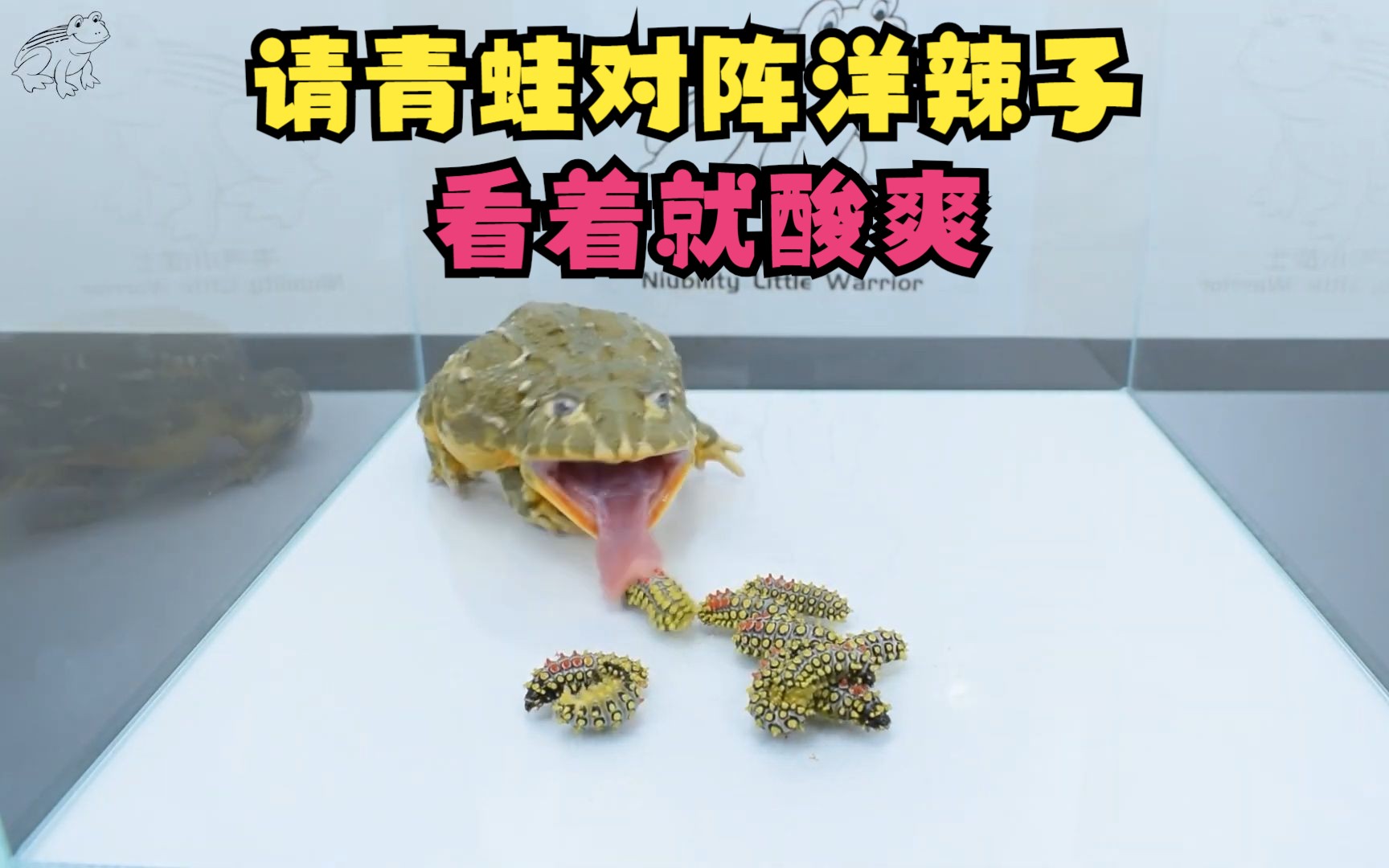 青蛙对阵洋辣子,看着就酸爽