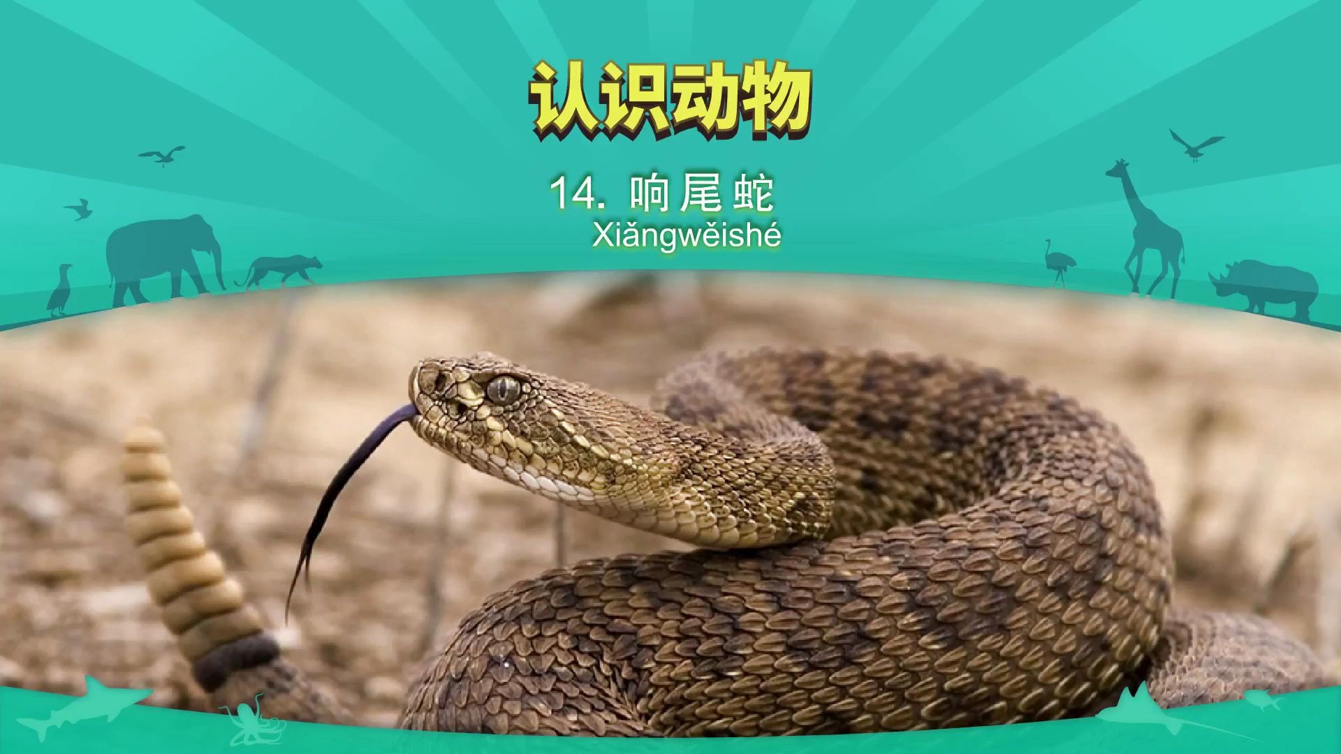 认识动物 14:响尾蛇  Animals  Chinese  By Little Fox哔哩哔哩bilibili