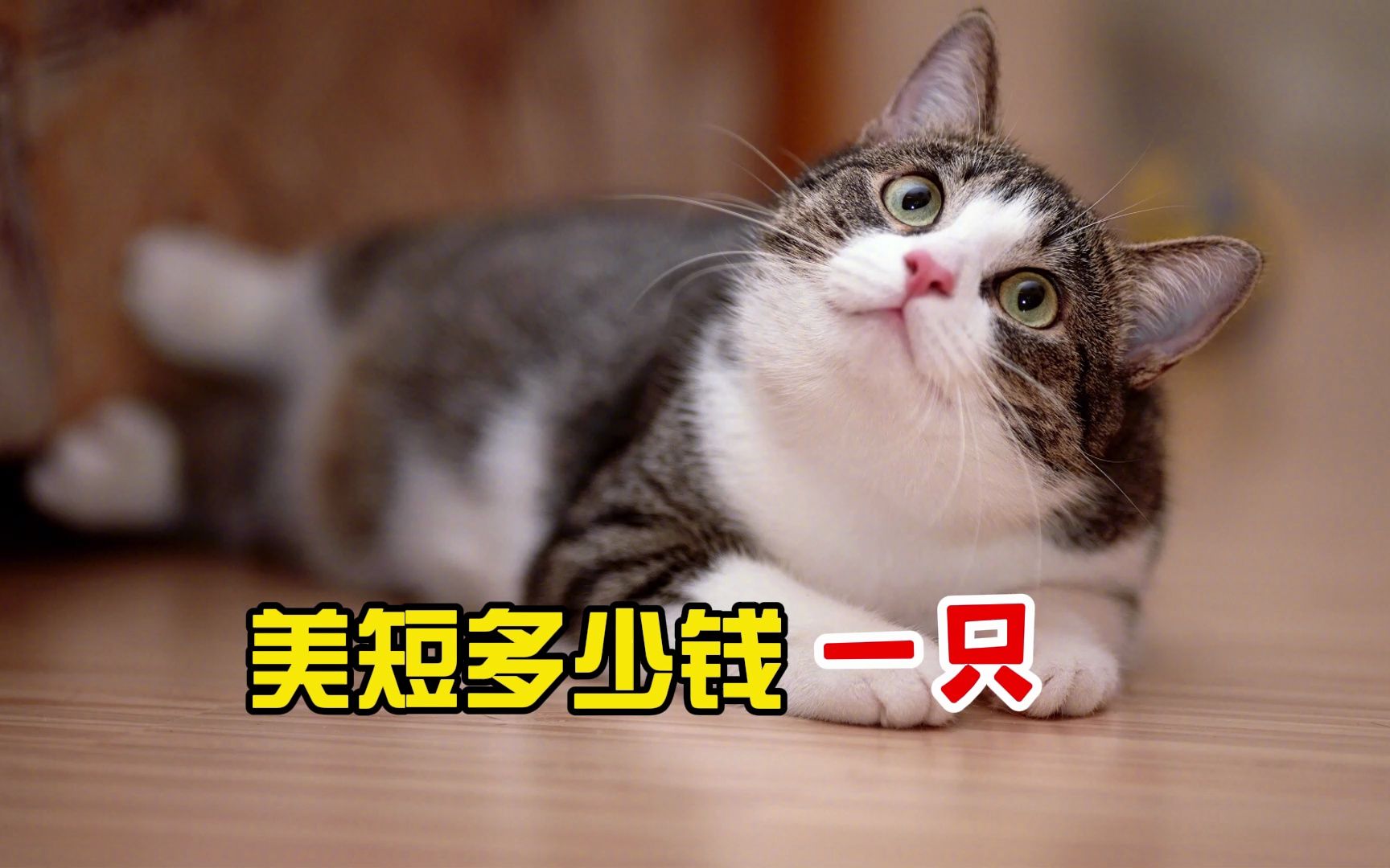 美短多少钱一只?弄清楚再买也不迟