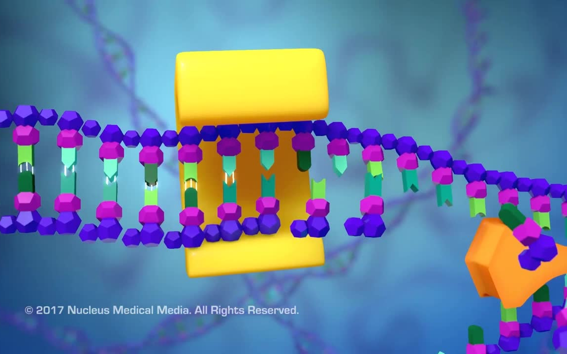 [图]【Nucleus Biology】最好的DNA复制动画