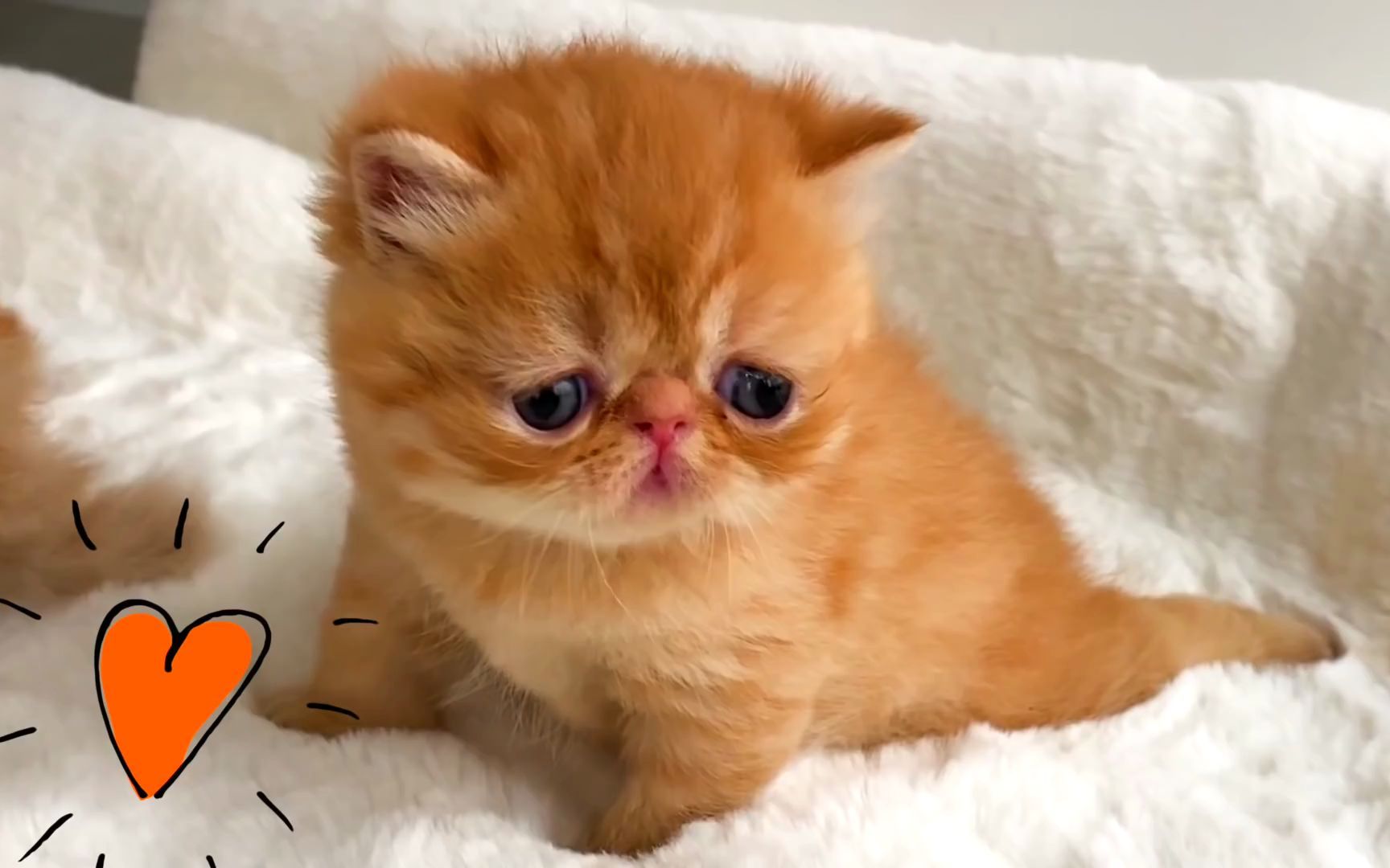 喂超迷你小猫吃饭再为他们建一间豪宅太可爱了啦