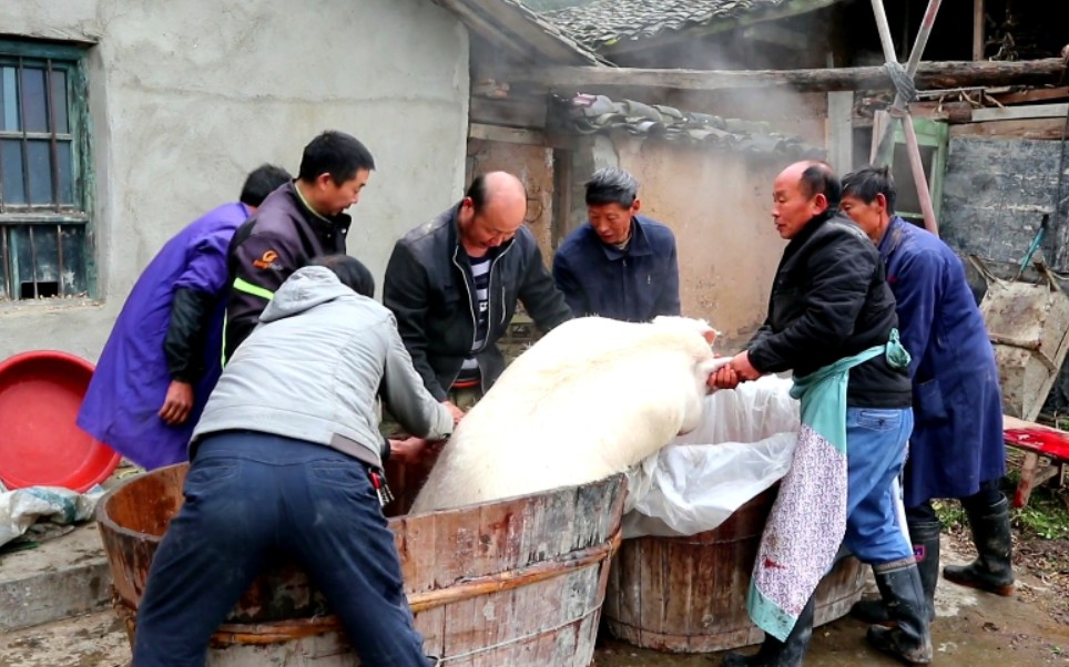 400多斤大肥猪,阿松带你感受农村过年烫猪,年年有余
