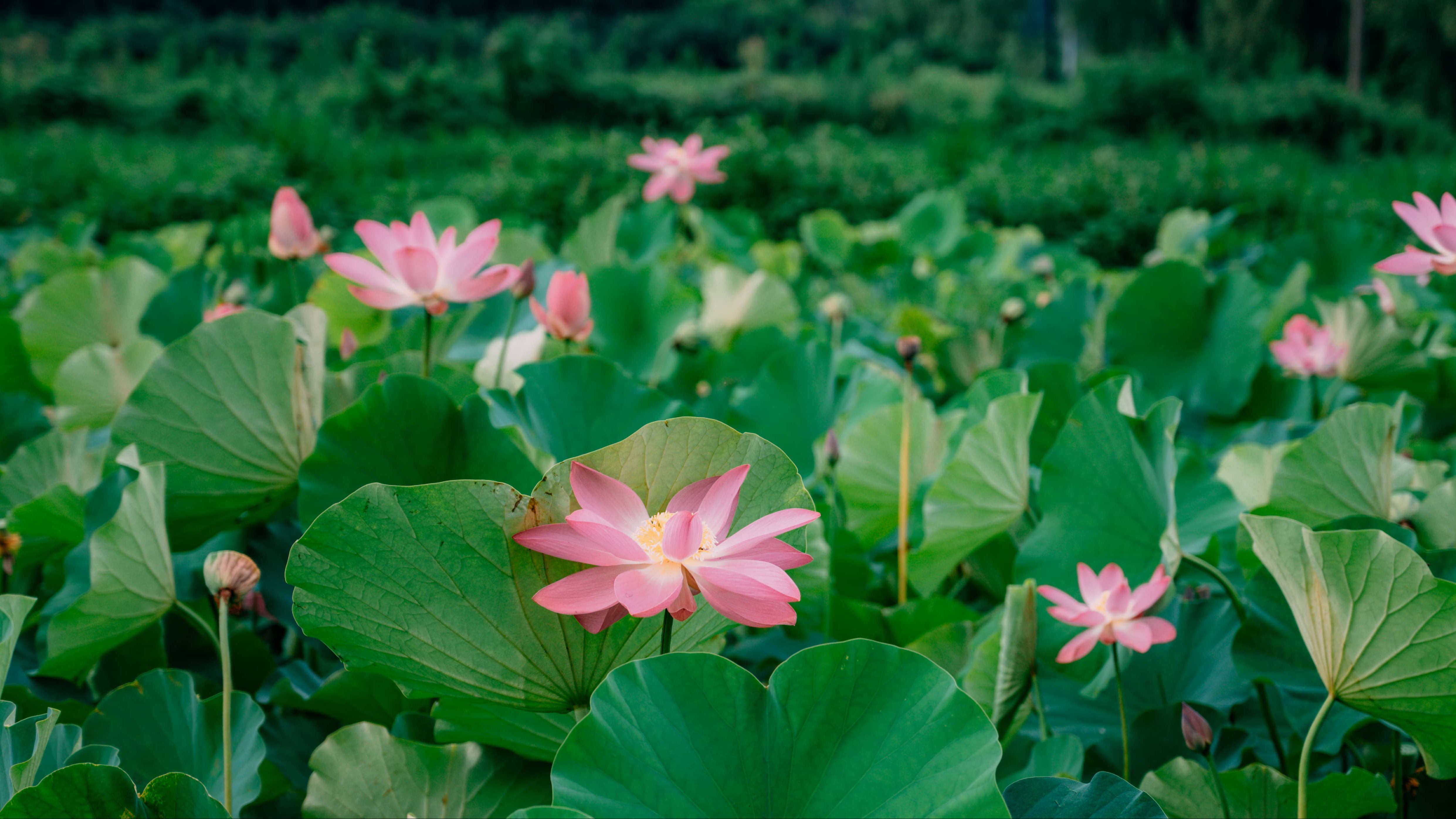 夏日荷花拍摄 |调色