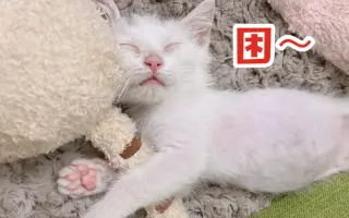 三毛猫_ 搜索结果_哔哩哔哩_Bilibili