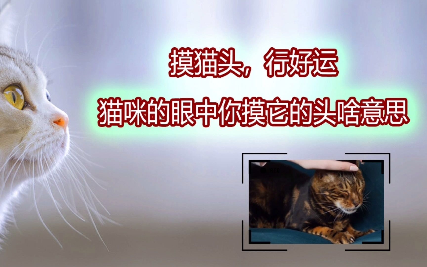 摸猫头,行好运,猫咪的眼中你摸它的头的意思哔哩哔哩bilibili