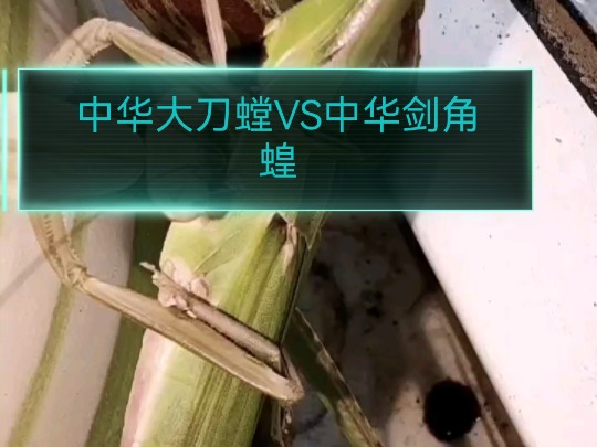 中华大刀螳VS中华剑角蝗哔哩哔哩bilibili