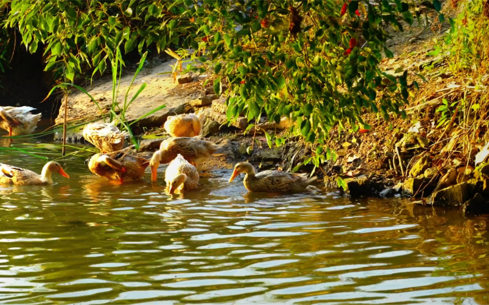 静态摄影 河边的鸭子