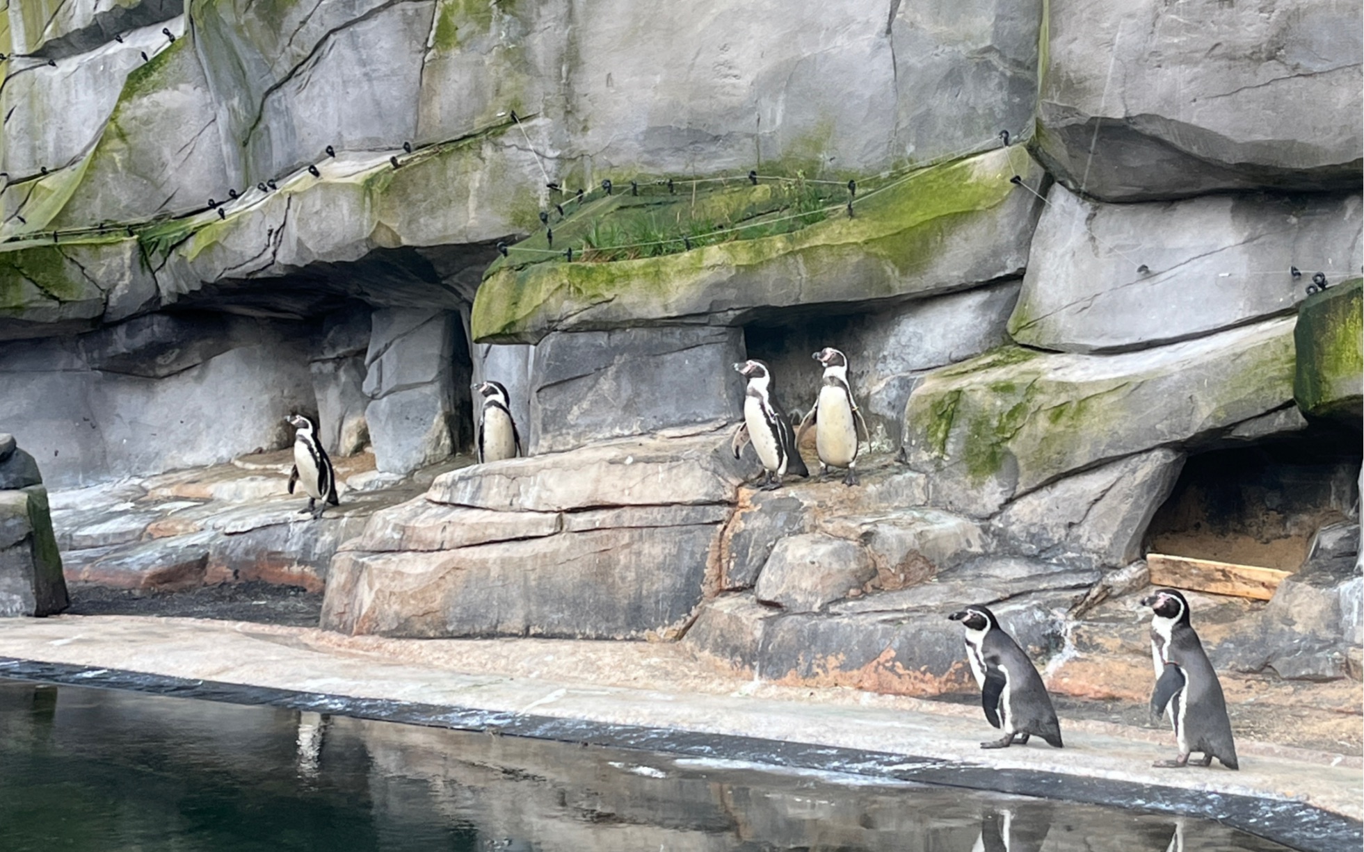 巴黎动物园 parc zoologique de paris