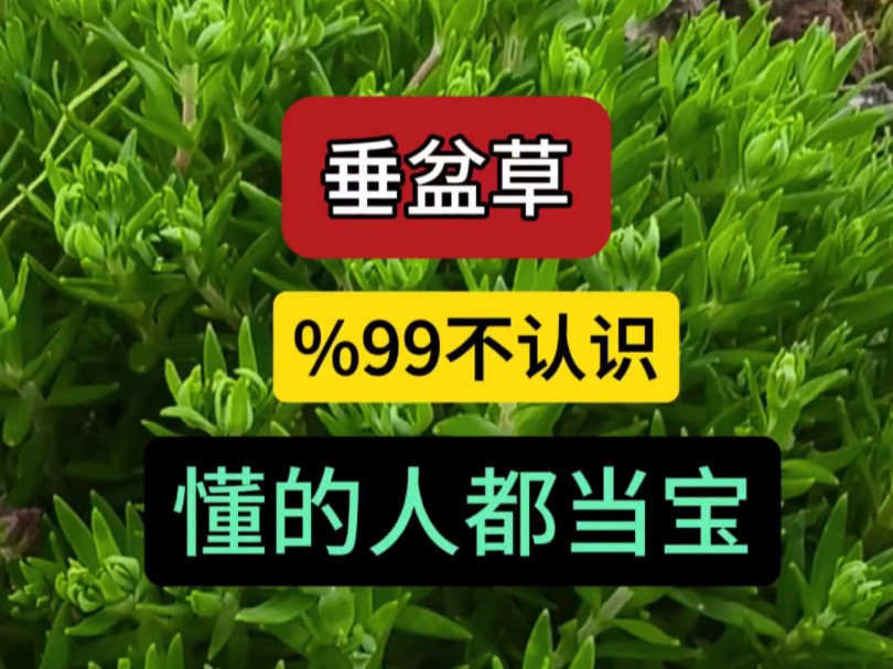 罕见的垂盆草哔哩哔哩bilibili