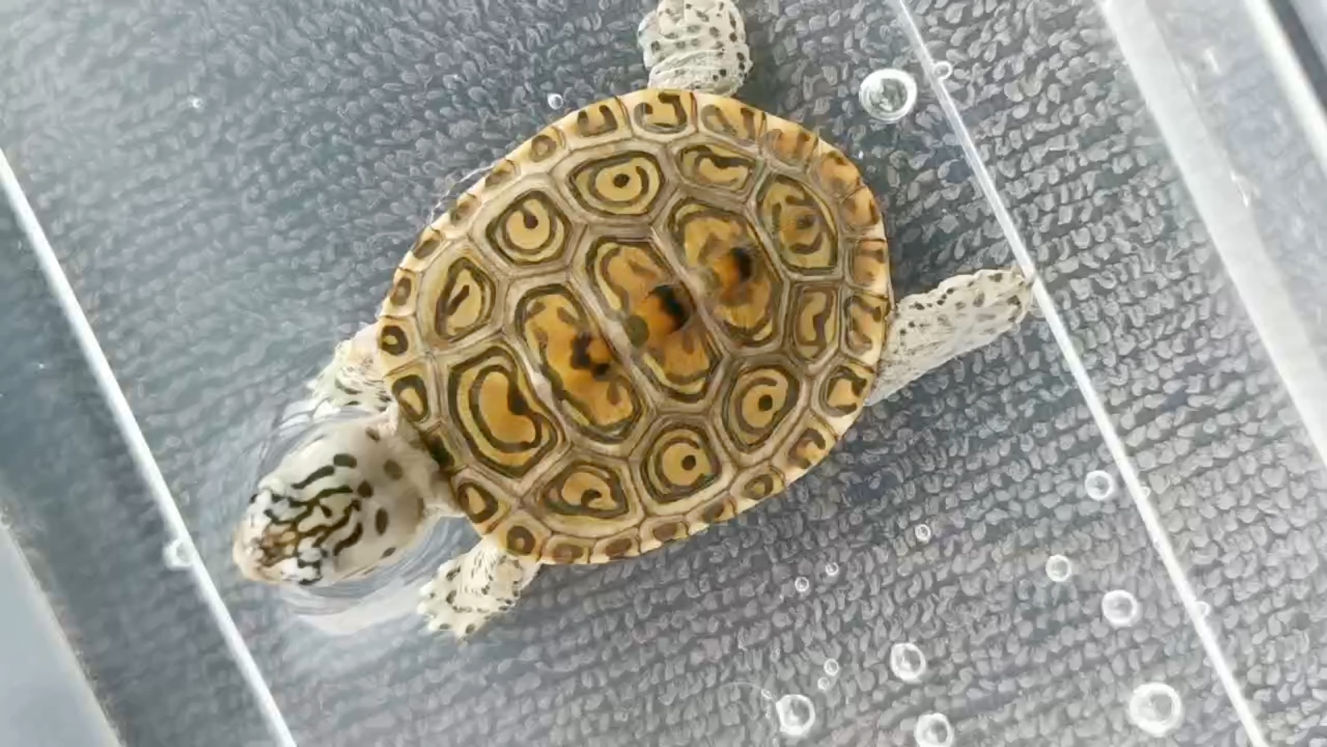 豹子钻纹龟苗子,互动之王钻纹龟.