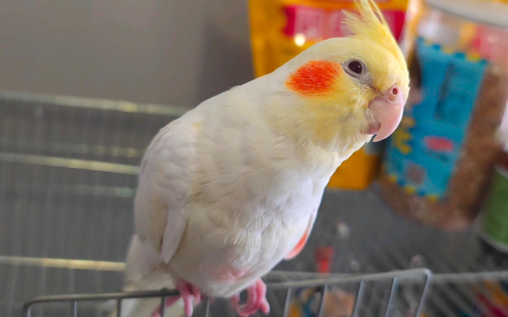 小玄凤快三个月了,不知道公母,虽然有点秃,但是可爱就行了.