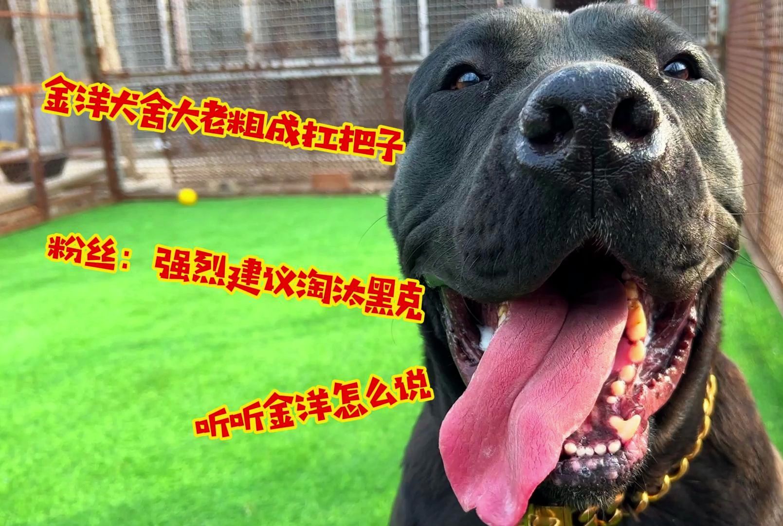 金洋犬舍大老粗成扛把子,粉丝:强烈建议淘汰黑克,听金洋怎么说哔哩哔哩bilibili