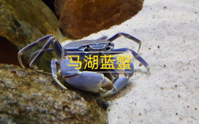 马湖蓝蟹 Potamonautes lirrangensis #三湖慈鲷 #水族 #马拉维湖 #蟹哔哩哔哩bilibili