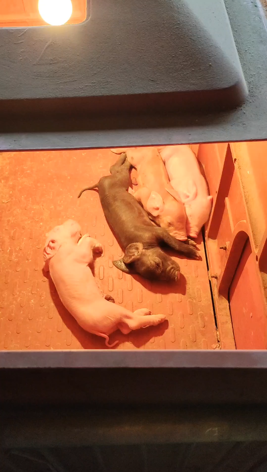 我家刚出生的十二只小猪