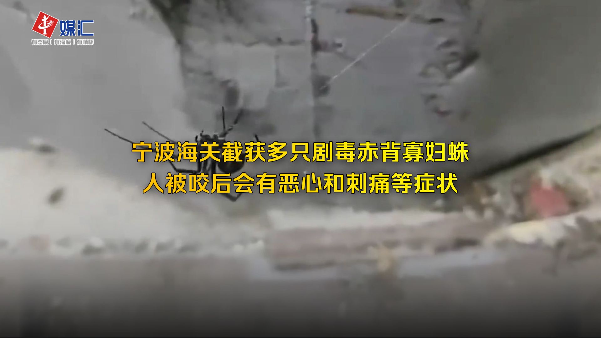 宁波海关截获多只剧毒赤背寡妇蛛,人被咬后会有恶心和刺痛等症状哔哩哔哩bilibili