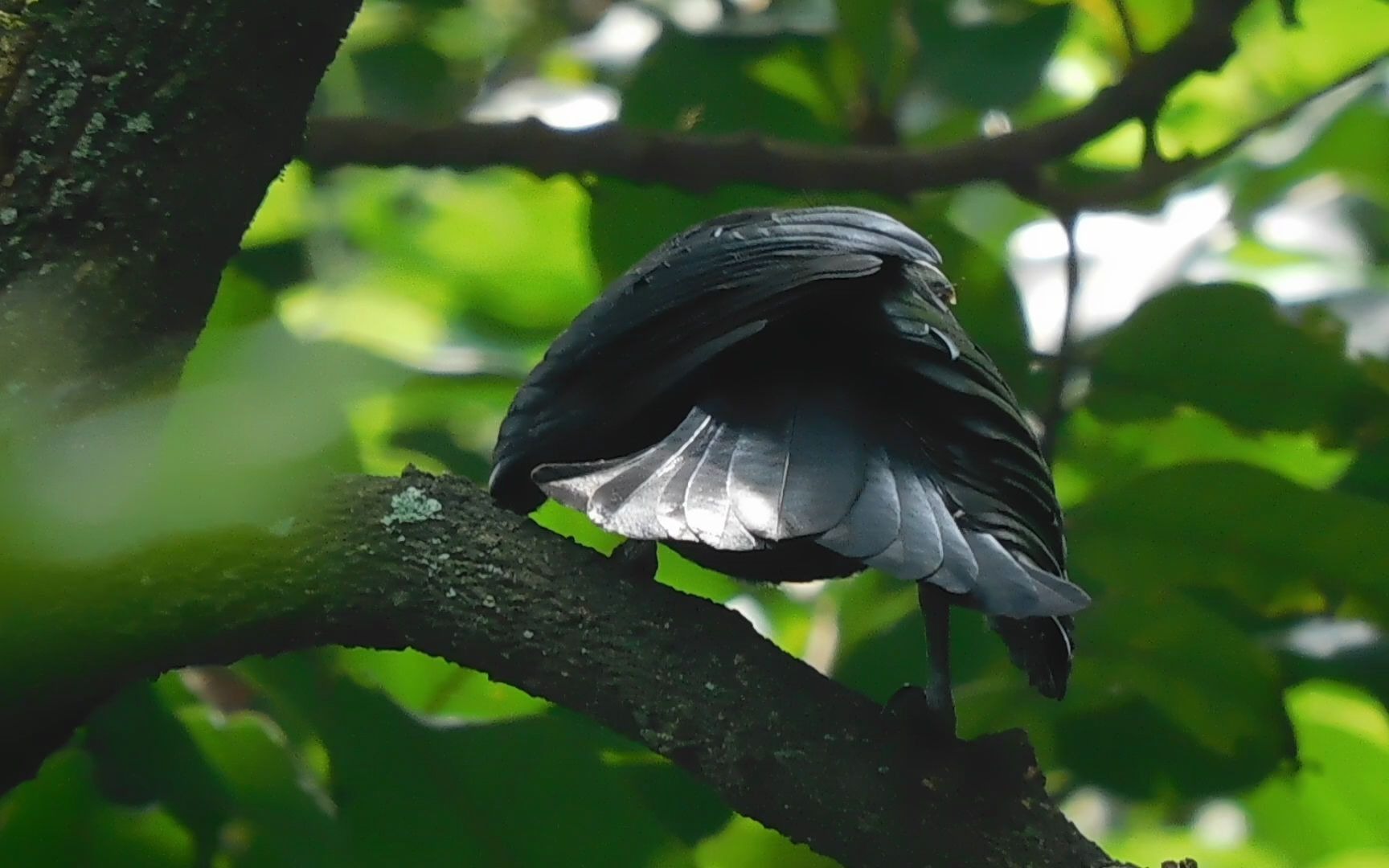 可爱的发冠卷尾亚成鸟