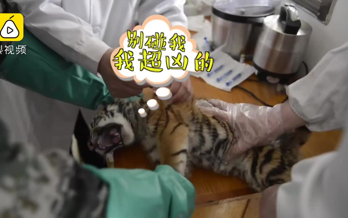 小老虎首次打针还没扎就叫到破音