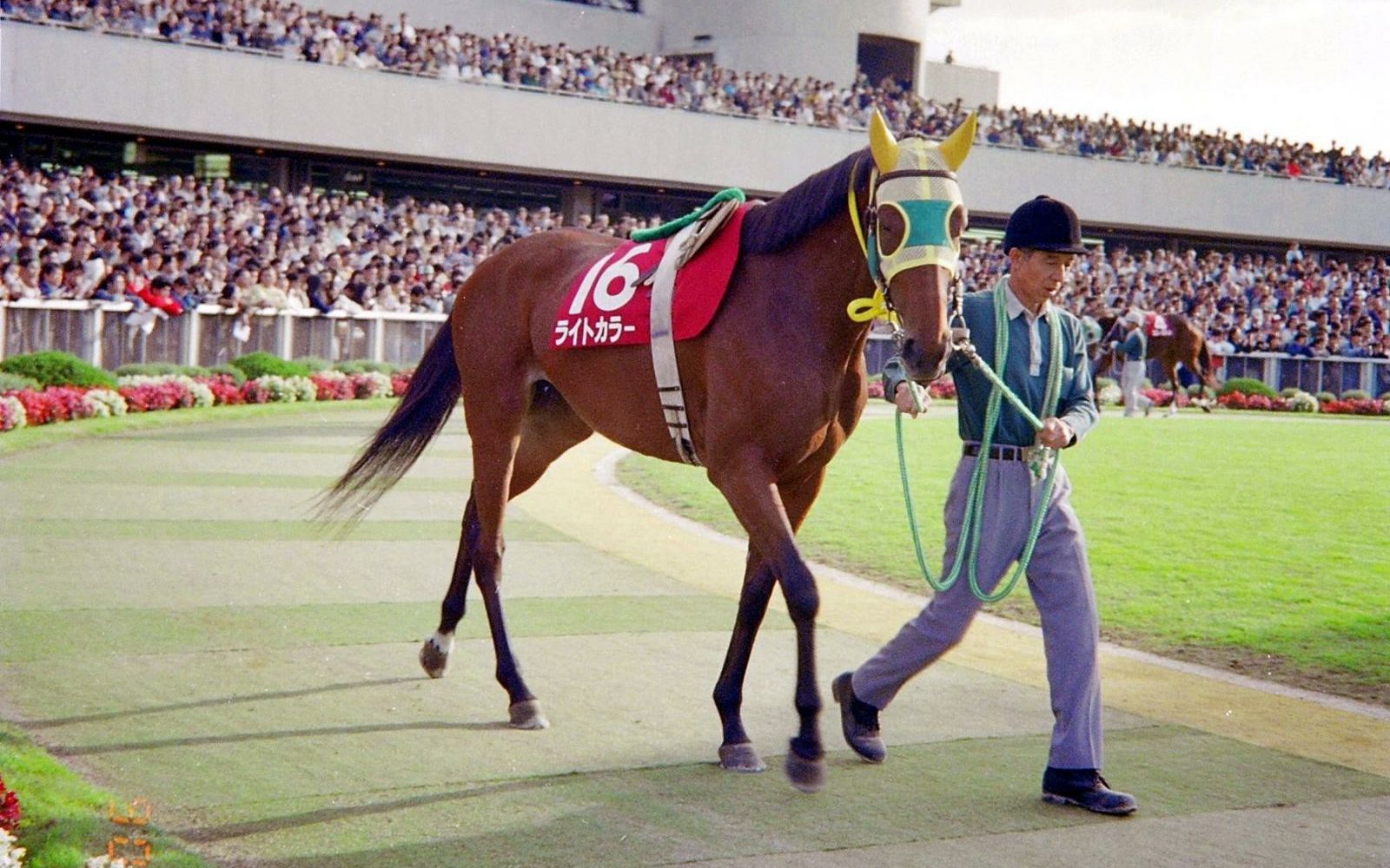 【赛马】1989年牝马三冠|樱花赏,优骏牝马,伊丽莎白女王杯【社台神乐