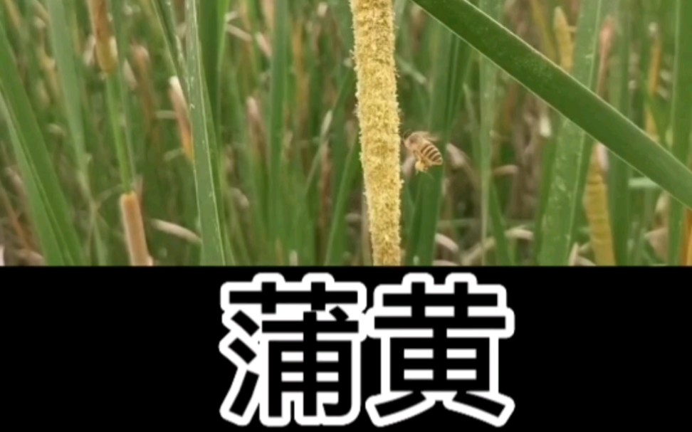 中草药蒲黄哔哩哔哩bilibili