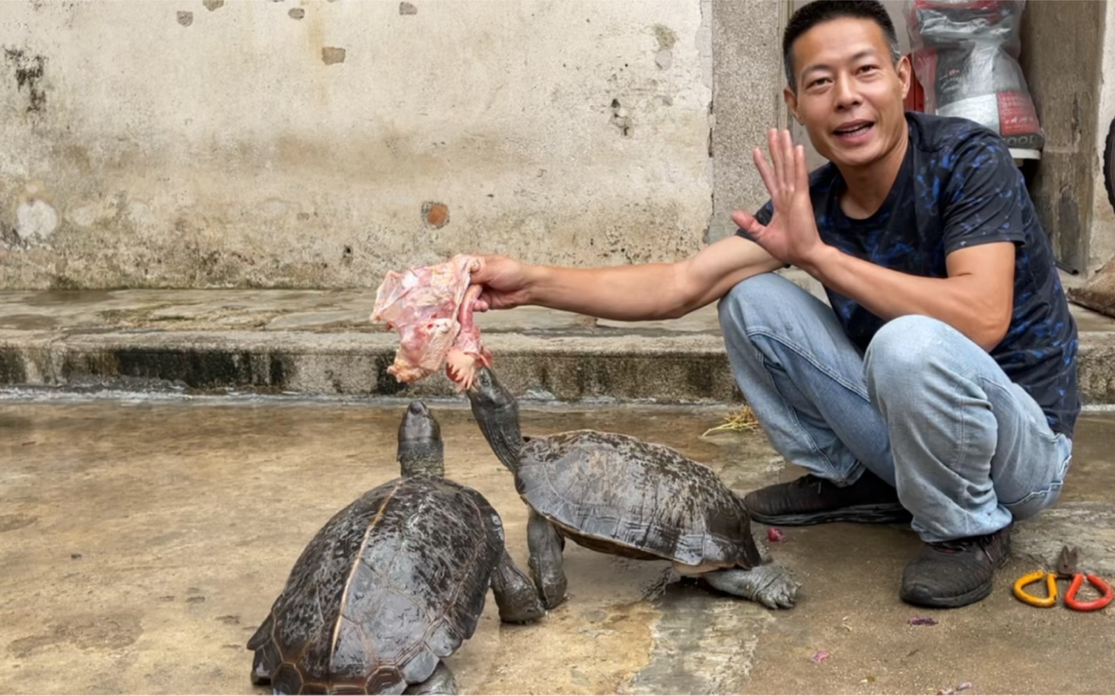 巨无霸亚巨是这样吃肉的这两只大龟太贪吃了