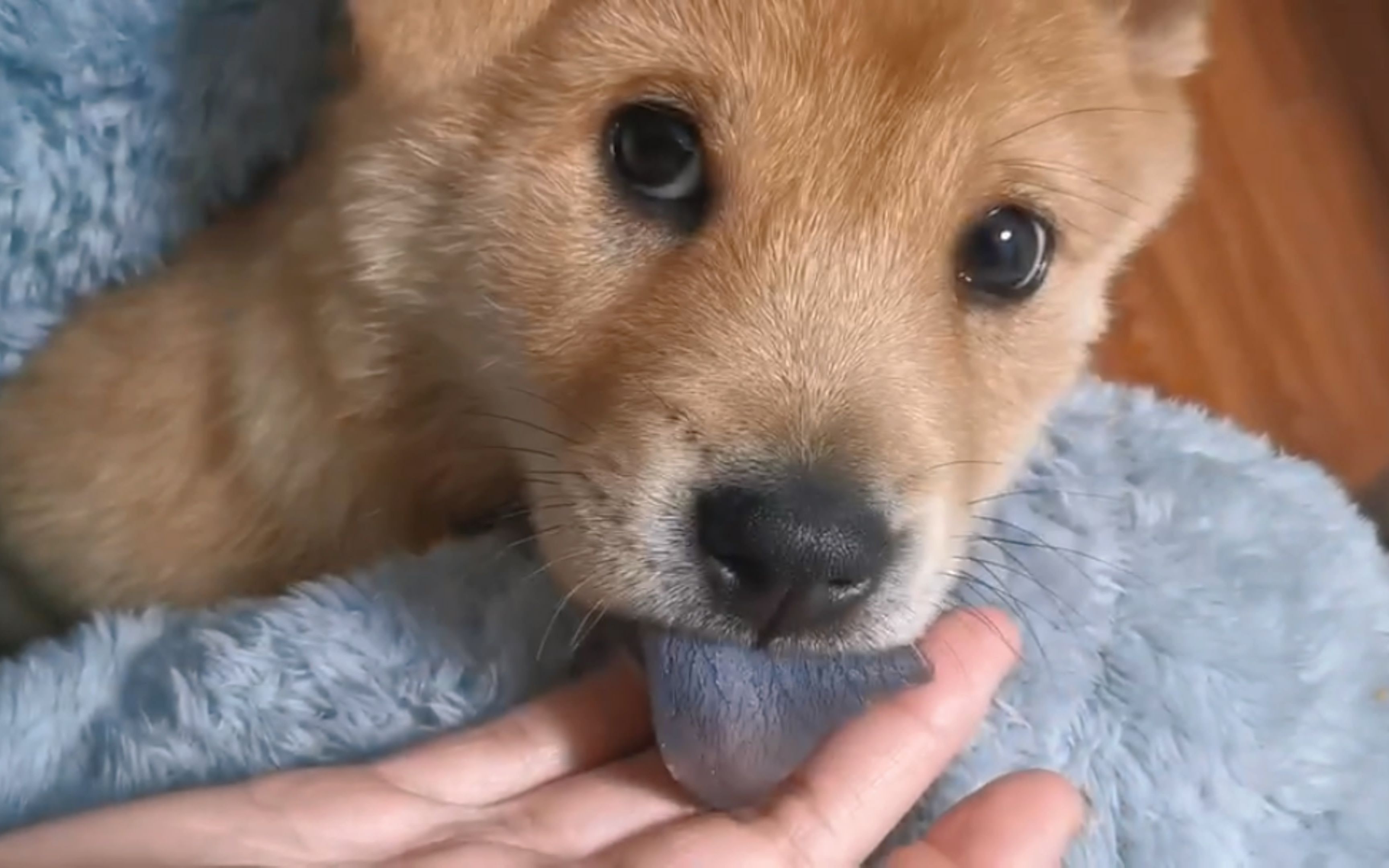 [图]冷风宇宙第一期中华田园犬集合