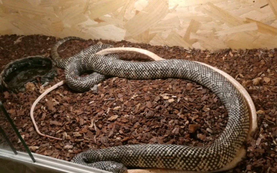 蛇吃蛇!布鲁克王蛇捕食一条死去的白化蛇.