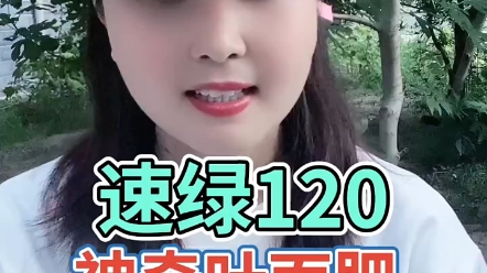 速绿120神奇的叶面肥蔬菜最喜欢的一样东西哔哩哔哩bilibili