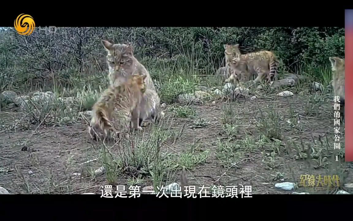 [图]大美河山，祁连山上的荒漠猫