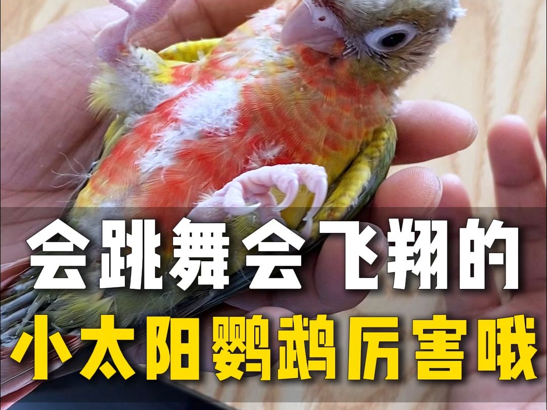 技能拉满!小太阳鹦鹉,就是香!